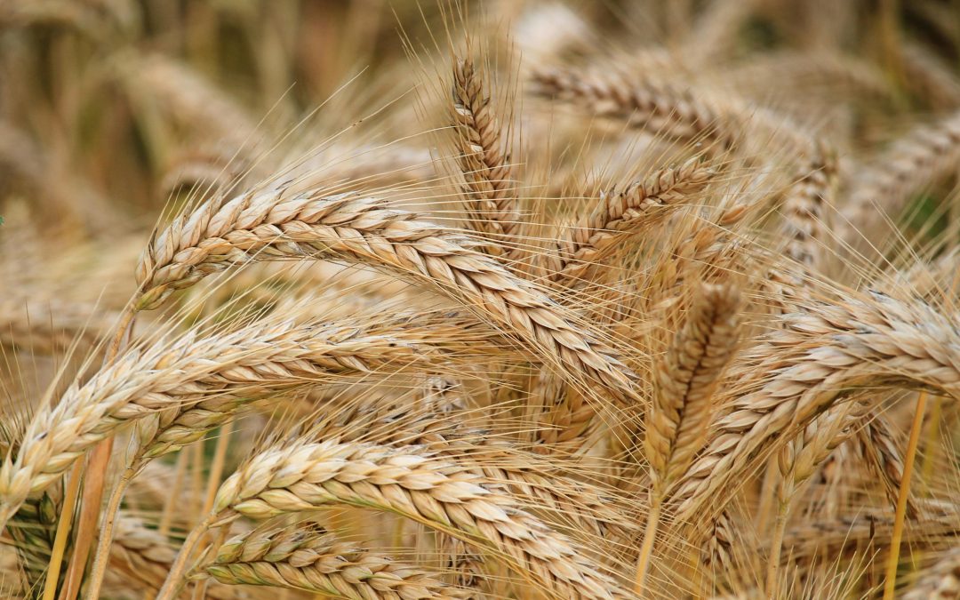 Chicago Wheat Set for 6% Weekly Gain Amid Black Sea Supply Concerns