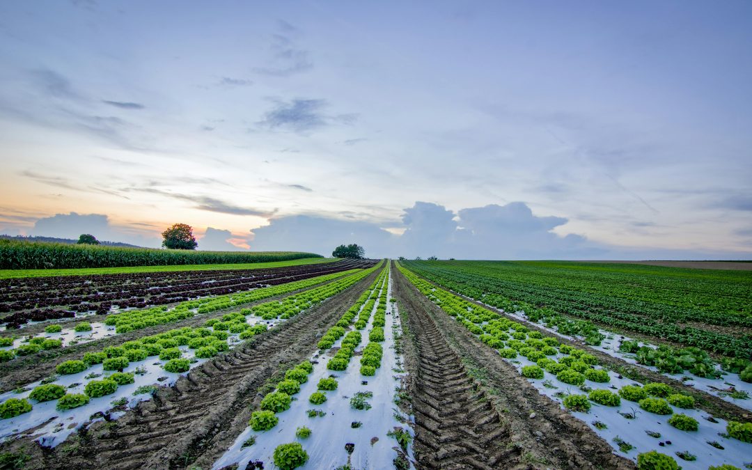 PITB Unveils Satellite-Based Crop Yield Prediction System