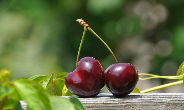 Pakistan Commences Cherry Exports to China Following New Trade Agreement