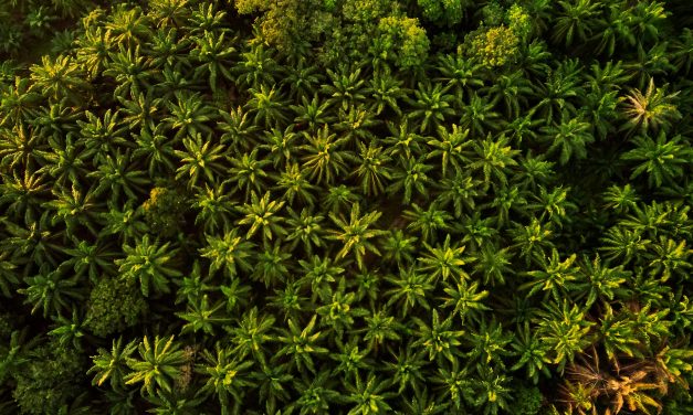 Palm Oil Gains Support from Dalian’s Rising Vegetable Oil Prices