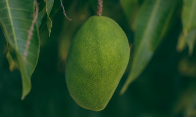 Imposition of Additional Taxes Threatens Fruit and Vegetable Exports: PAHF Urges Government for Reconsideration