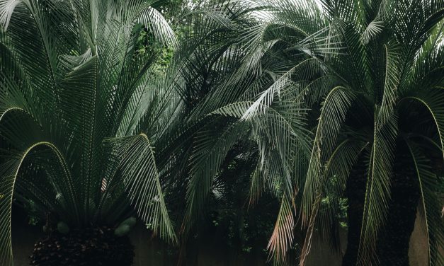 Malaysian Palm Oil Prices Drop Over 3% Amid Dalian Weakness
