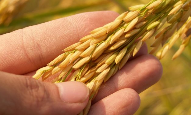 Indonesia Aims to Stop Rice Imports by 2025, Says Minister