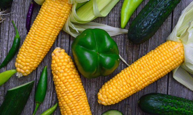 Algeria Procures South American Corn in Recent Tender